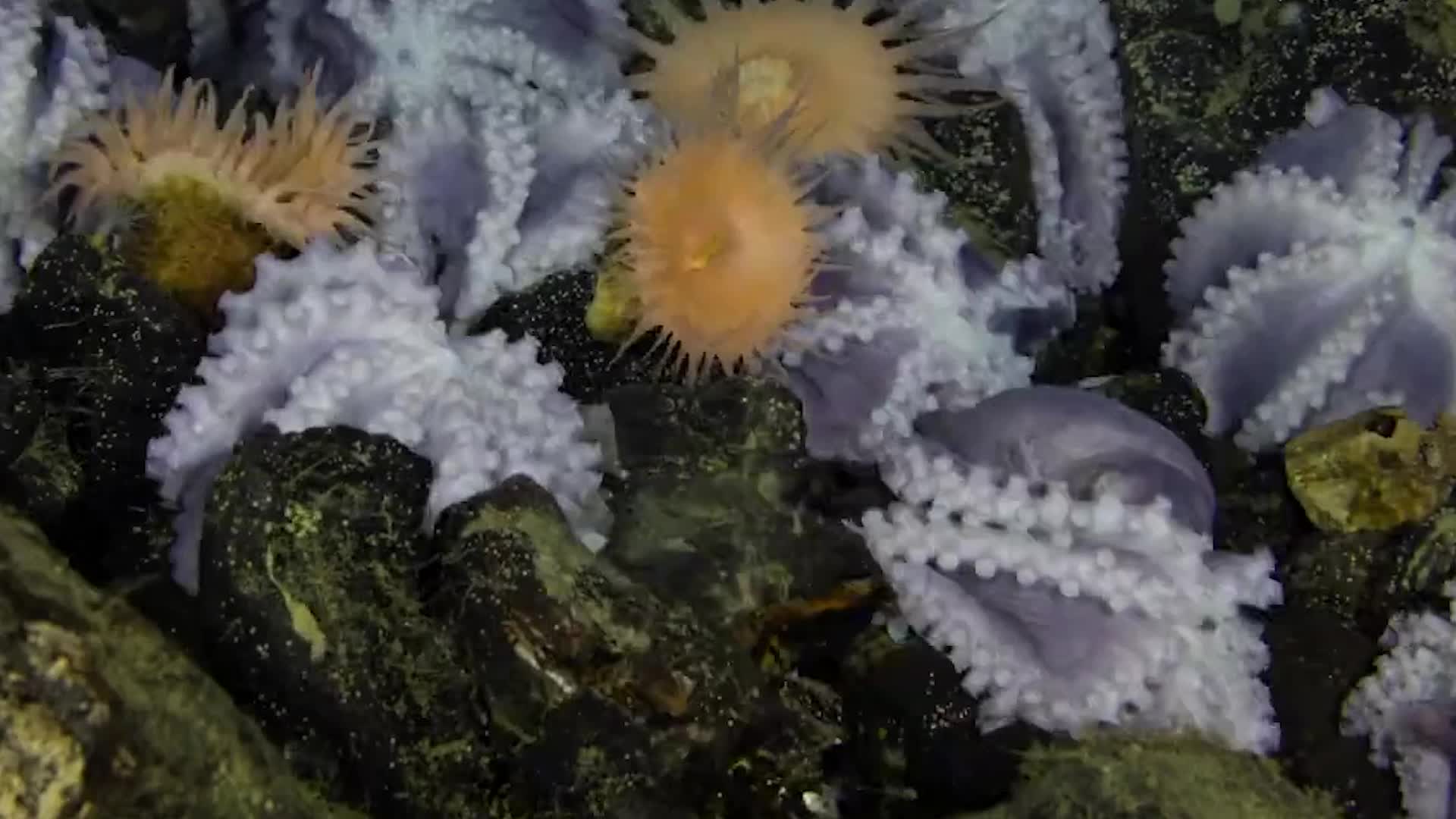 Here's Why Octopuses Migrate To Deep-Sea &lsquo;Garden&rsquo;