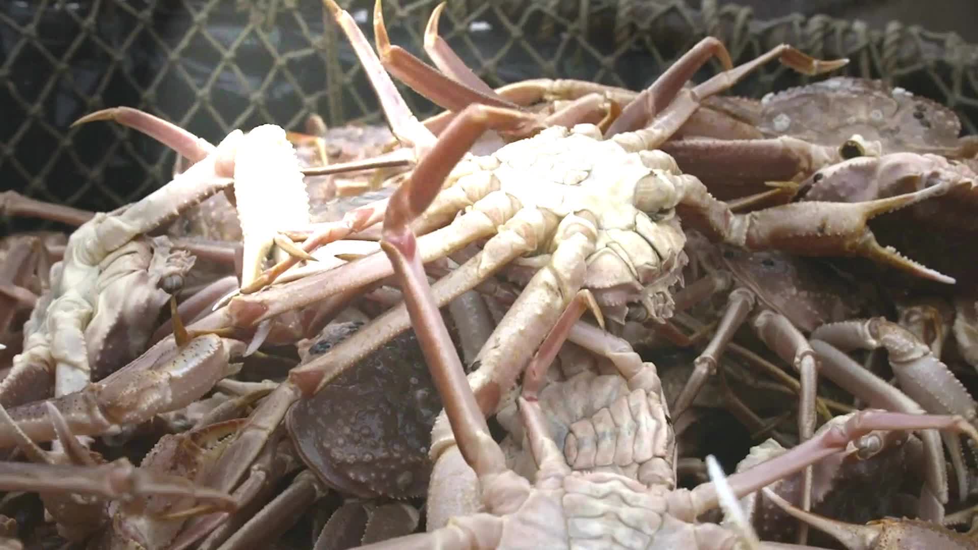 Here's Why Snow Crab Harvest Limits Have Been Slashed