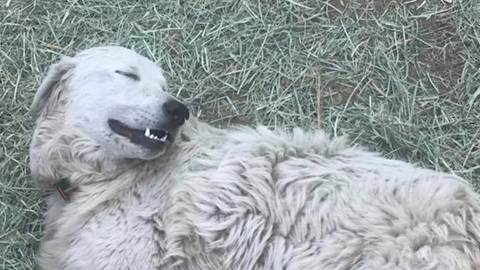 Hero Dog Saves Goats During Wildfire