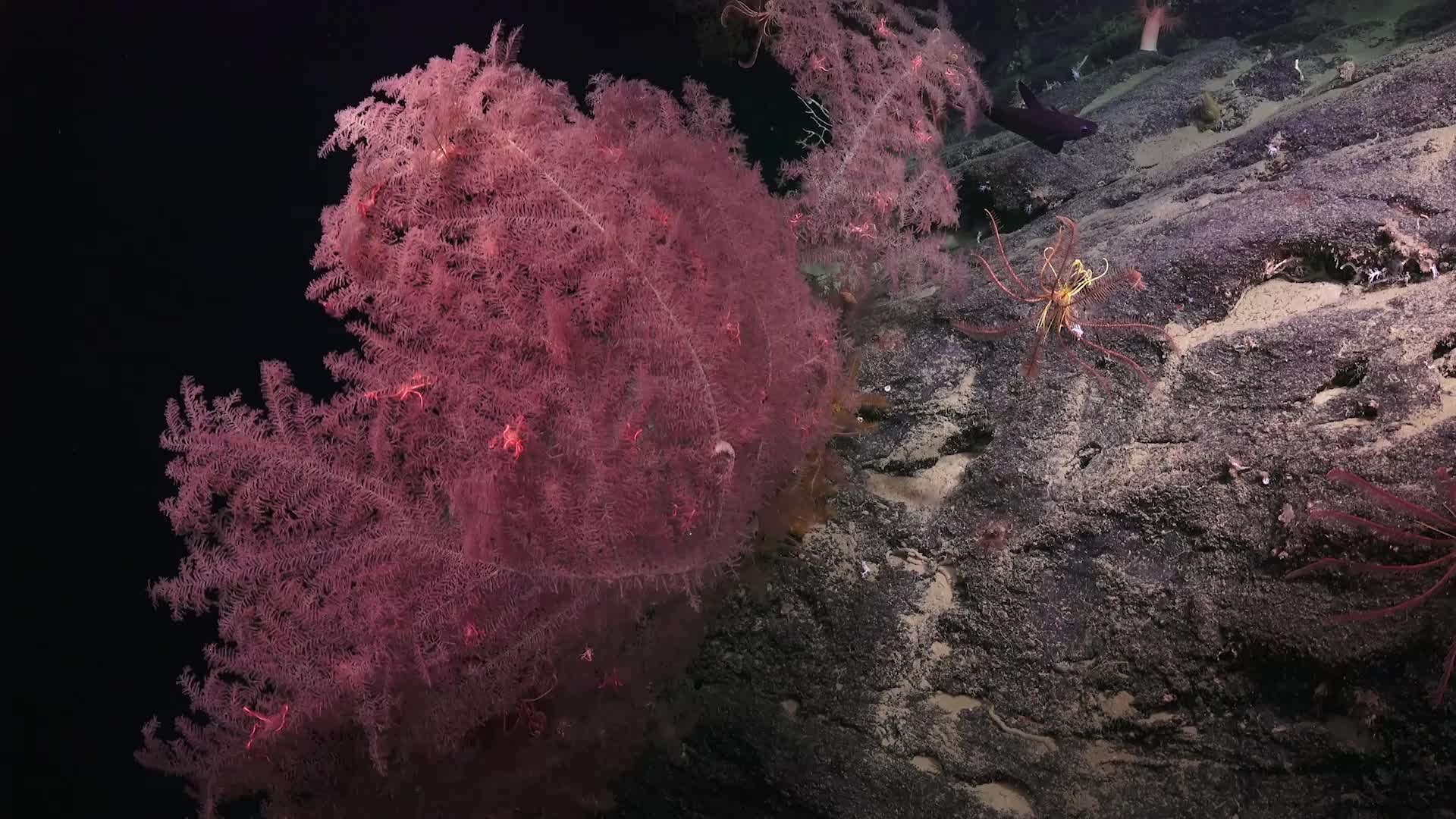 Hidden Coral Graveyards, Gardens Found Near South Australian