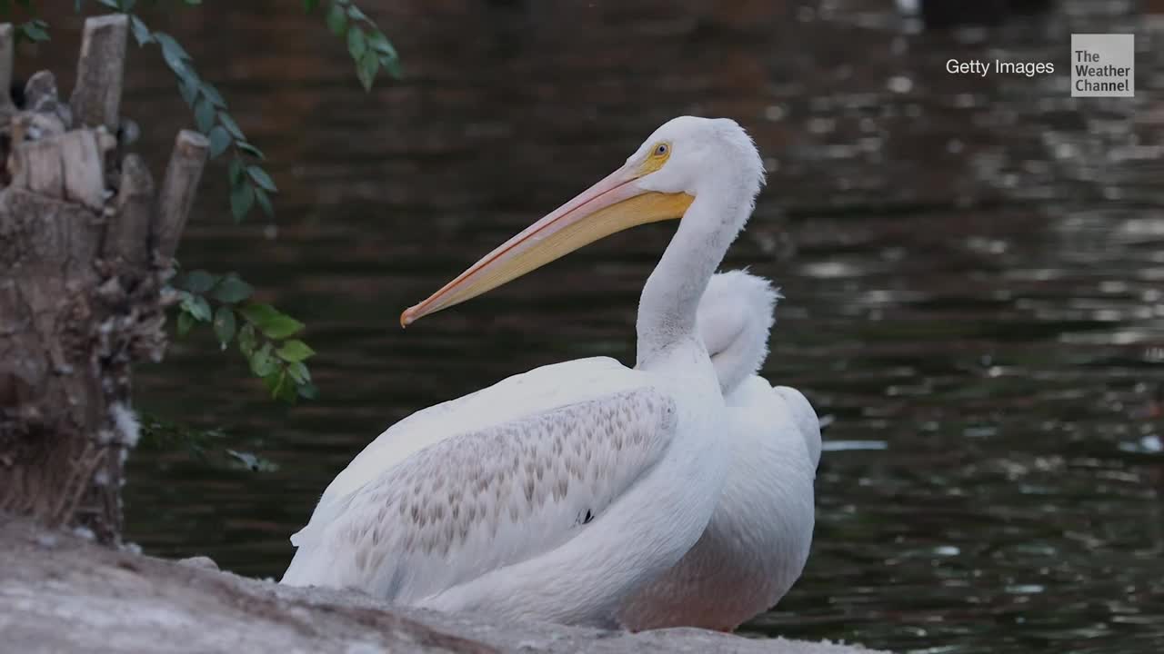 ‘Hidden’ Toxic Chemicals in Plastics Accumulate in Seabirds