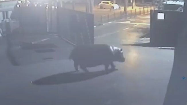 Hippo Escapes, Returns to Israeli Safari Park