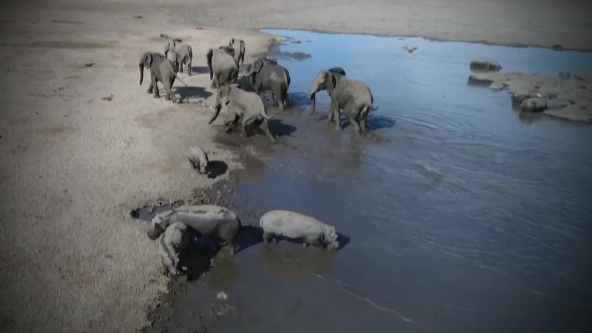 Hippos Huddle In Drying Mud; Region In &lsquo;Humanitarian Crisis&rsquo;
