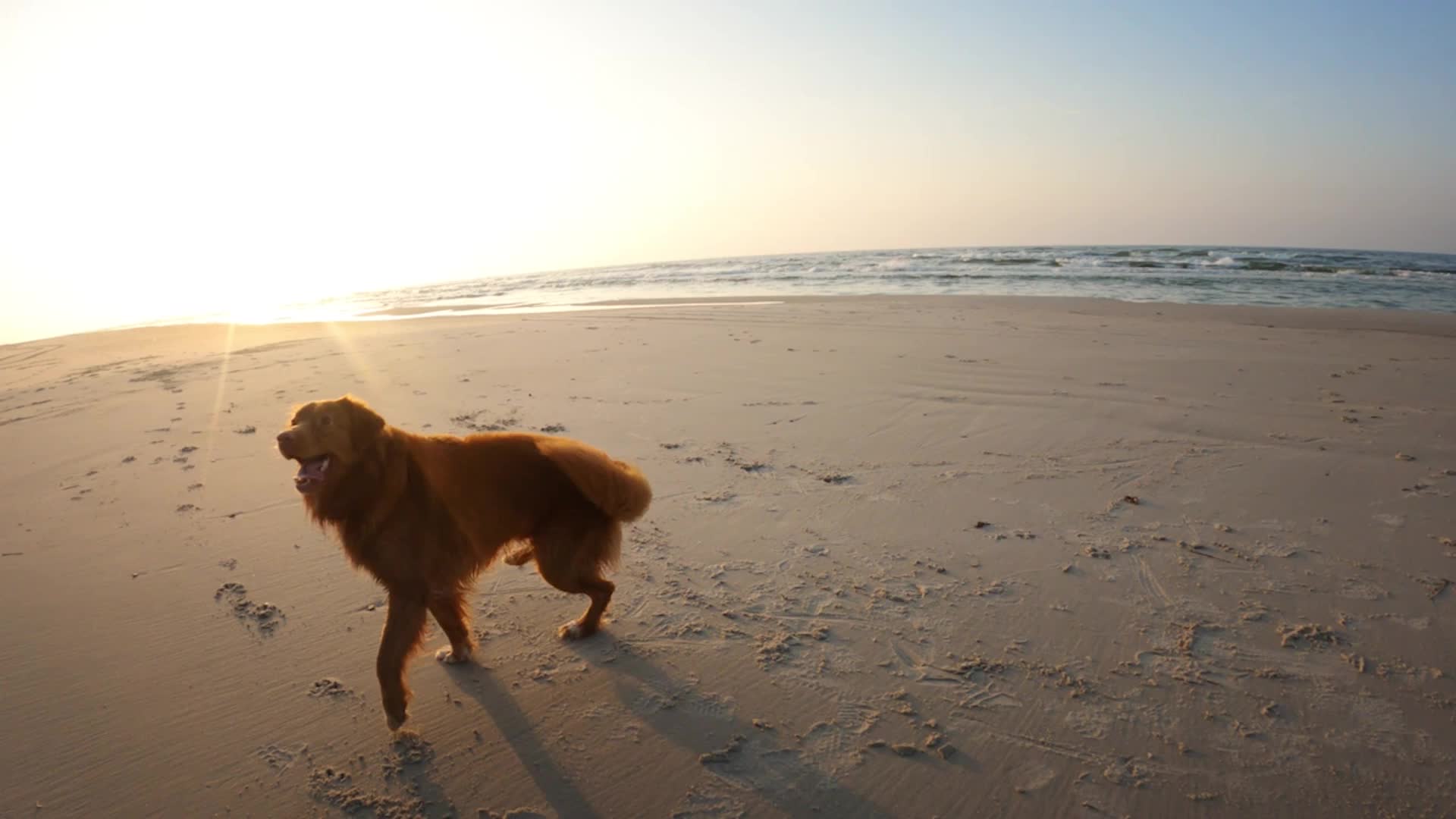 Hit The Beach With Your Pup At These Dog-Friendly Beaches