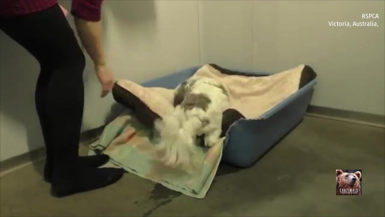 Homeless Pets Get New Beds