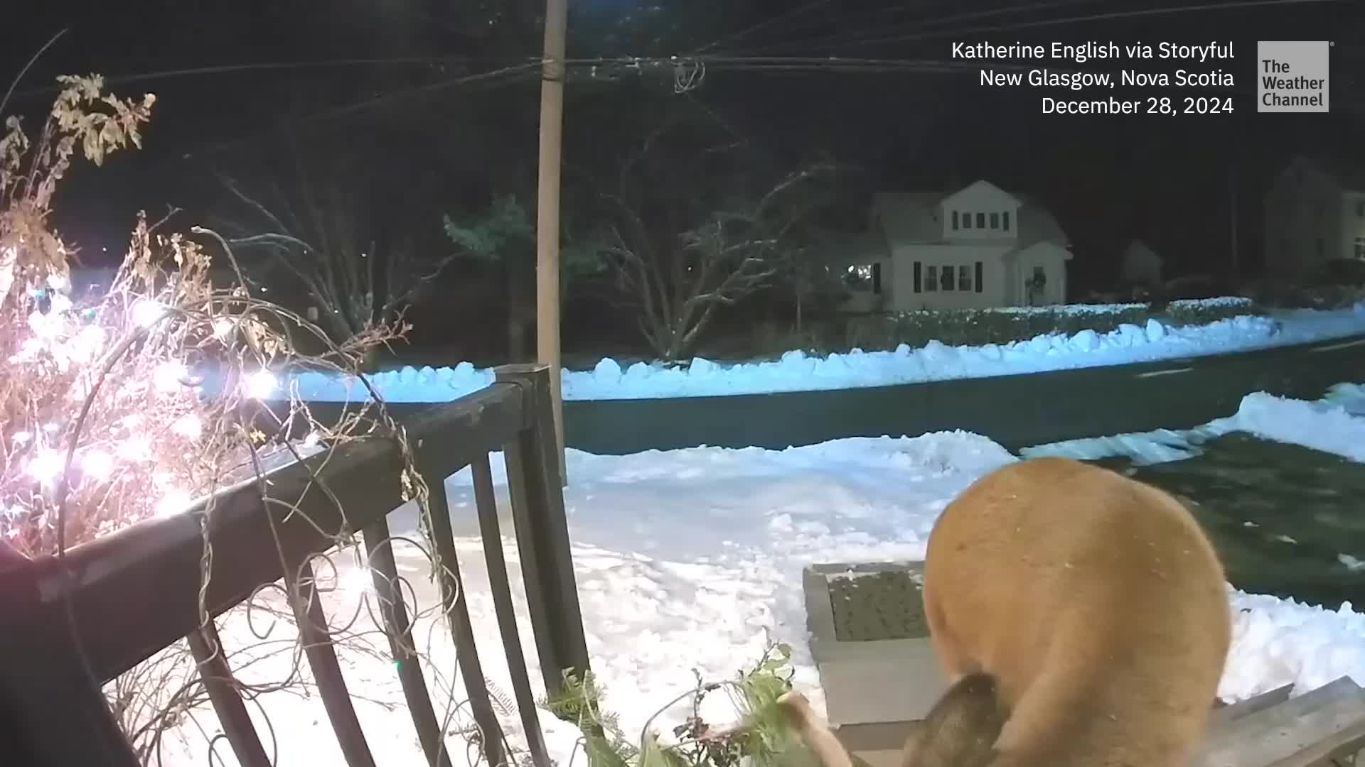 Homeowner Shoos Hungry Buck Off Porch Using Ring Doorbell