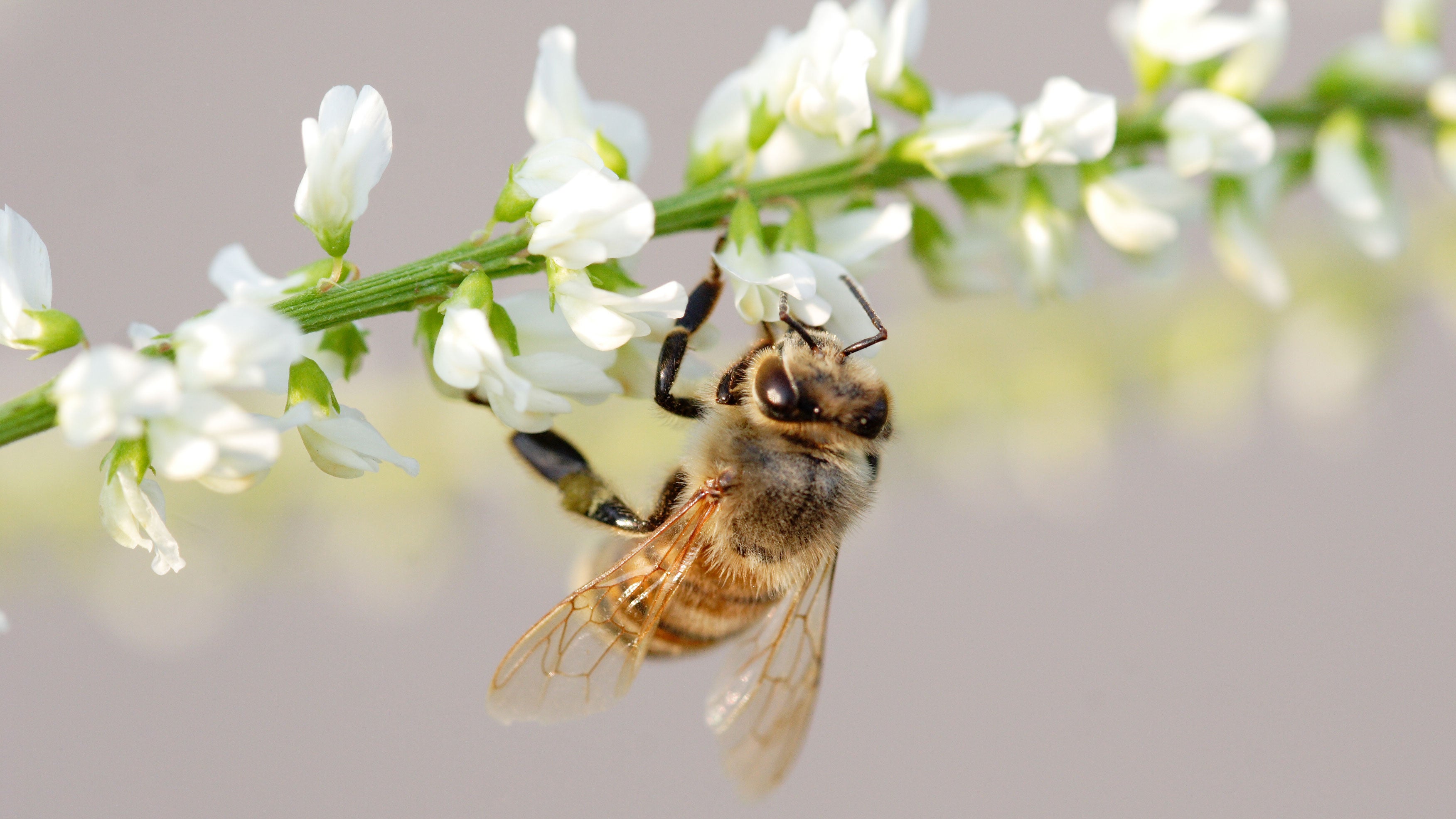 How extreme heat is killing honey bees