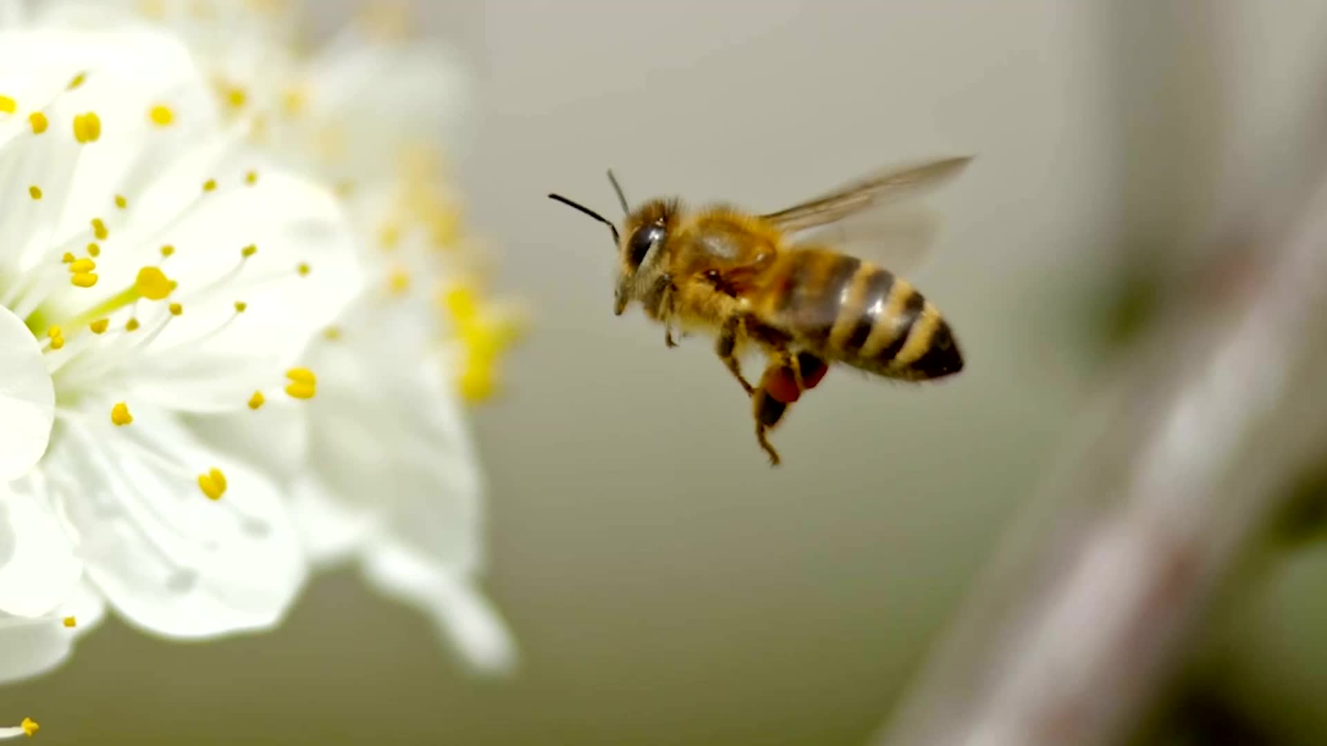 Honeybee Swarms Shift Electrical Charges In The Atmosphere As Much As A Storm Cloud Does