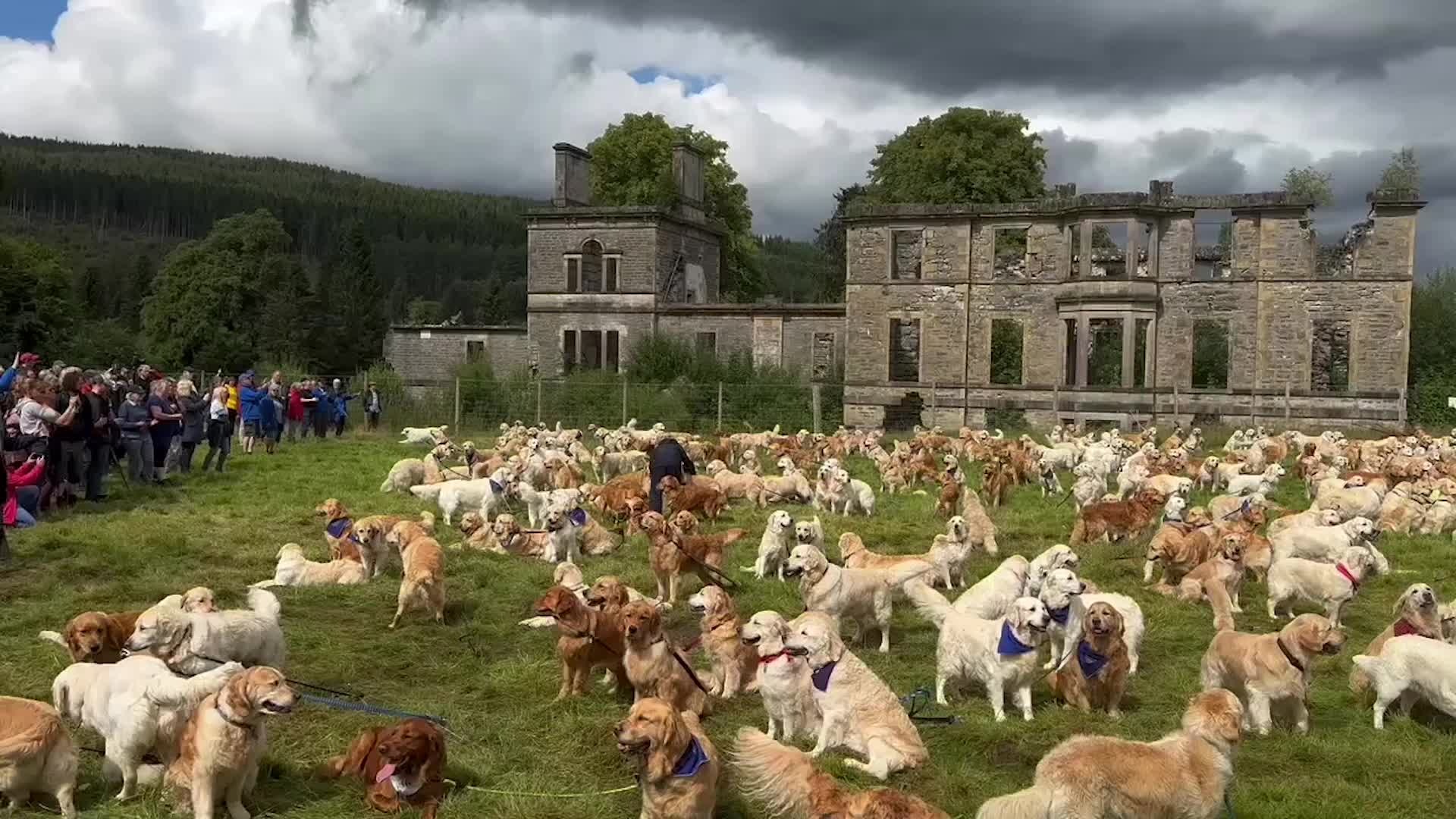 Horde Of Golden Retrievers Descends On Scotland