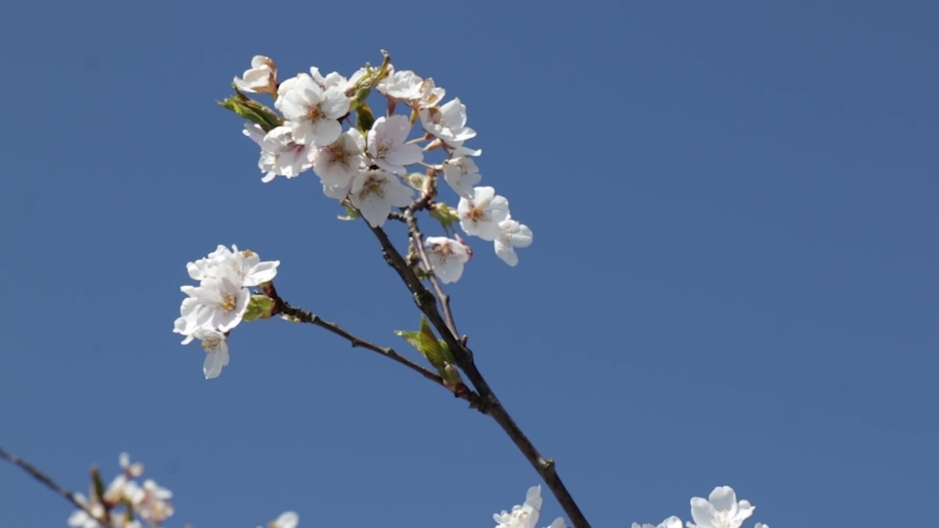 How a Popular Pear Tree Became a Menace