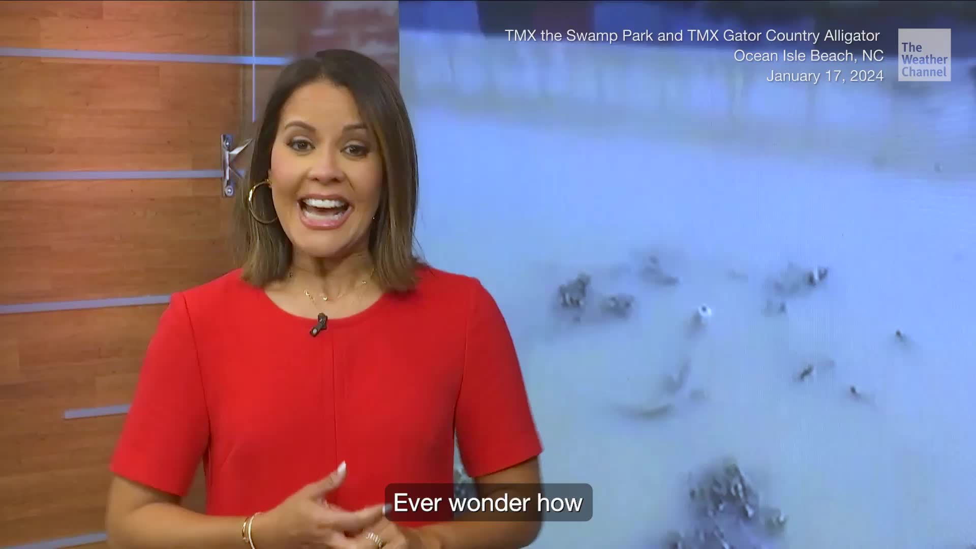 How Alligators Survive Underwater When It&rsquo;s Freezing