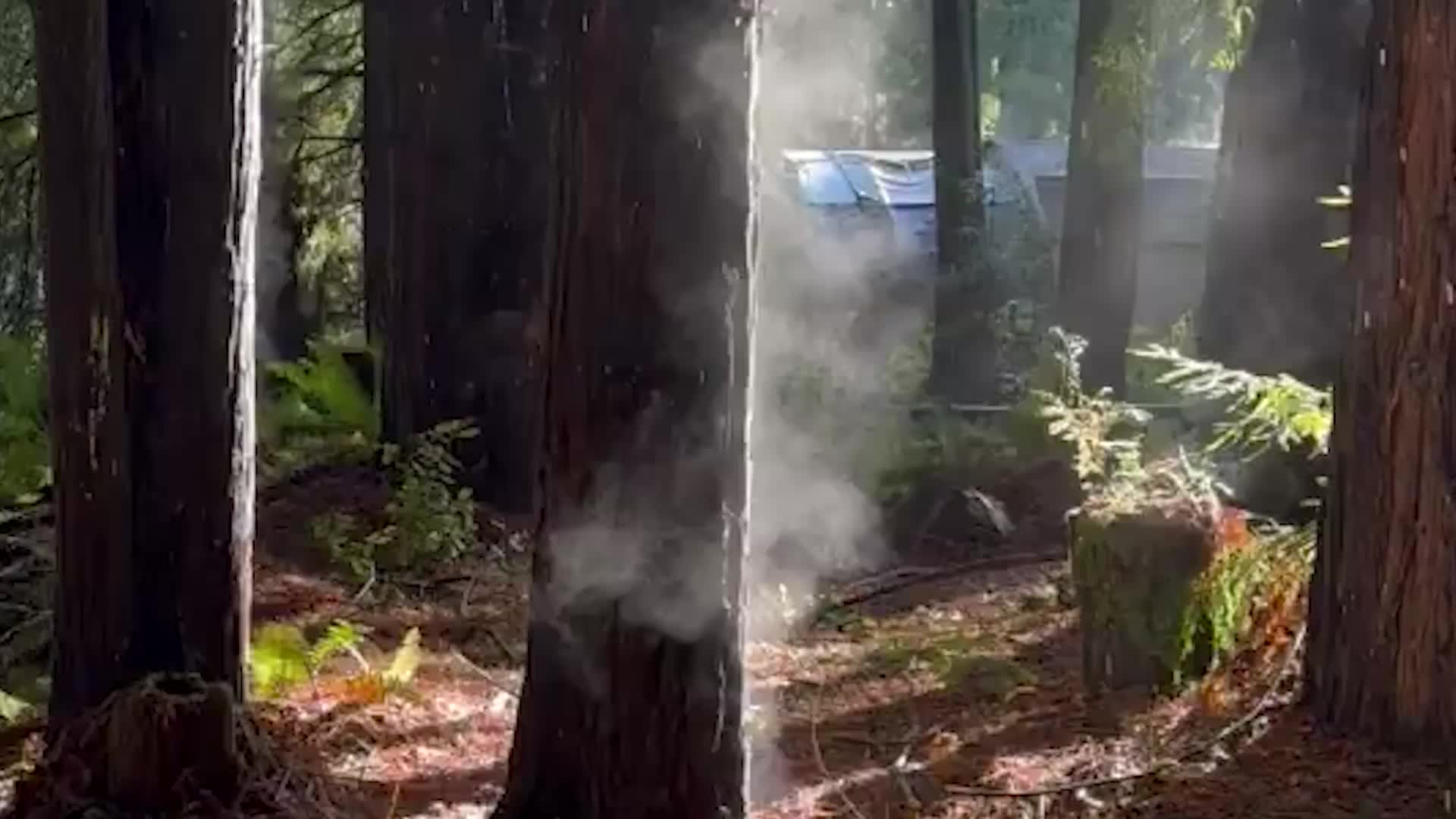 How An Atmospheric River Led To Steaming Trees In California