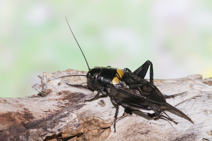 How Cricket Chirps Can Tell The Temperature