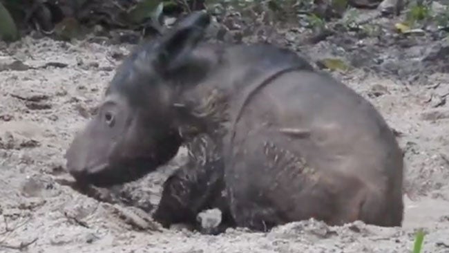 How Cute is This? Rhino Calf Plays in Mud