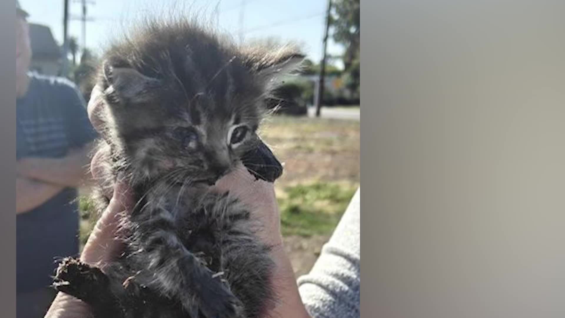 How Did Firefighters Rescue This Trapped Kitten?