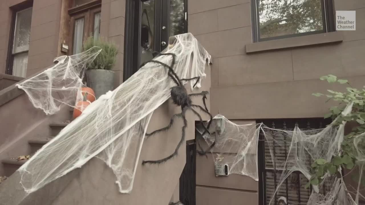 How Halloween And Other Holiday Decorations Can Injure Wildlife