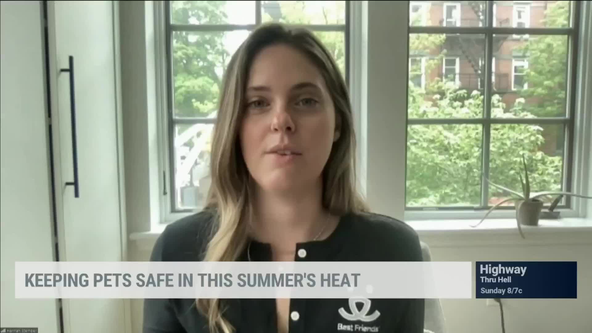 How Hot Is Too Hot For Your Pets