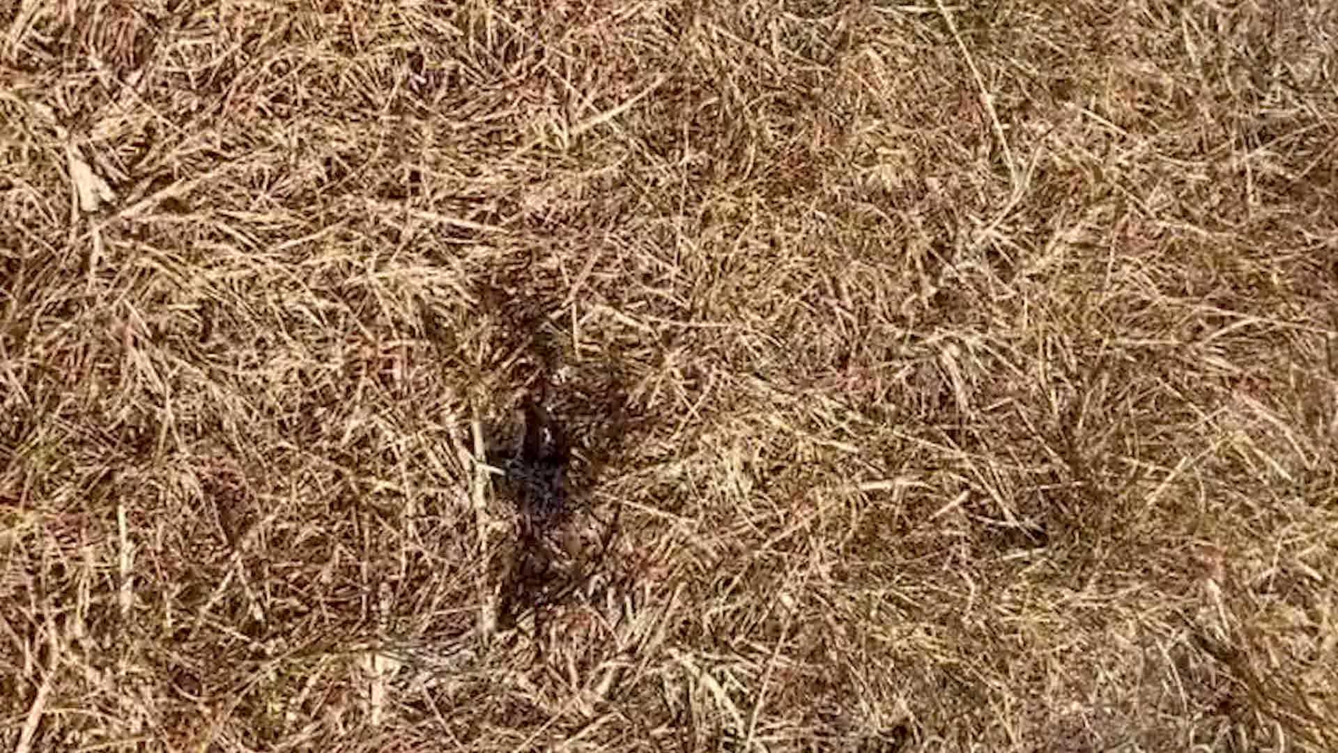 How One Dropped Cigarette Can Start a Wildfire