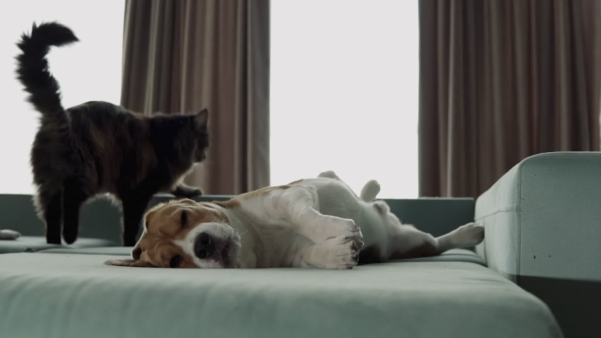 How To Decrease Your Pet’s Climate ‘Pawprint’