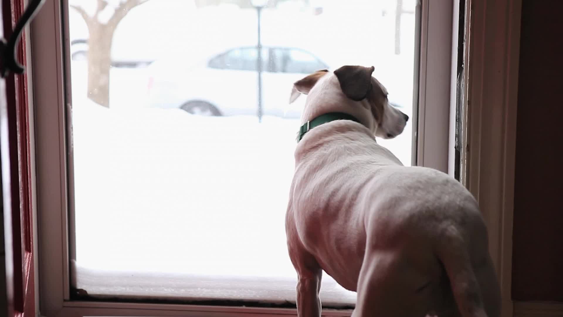 How To Entertain Your Dog Inside During Cold, Rainy or Snowy Days