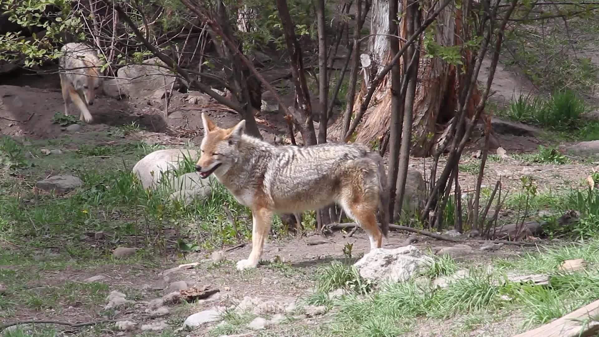 How To Keep Pets Safe Outdoors During Coyote Mating Season
