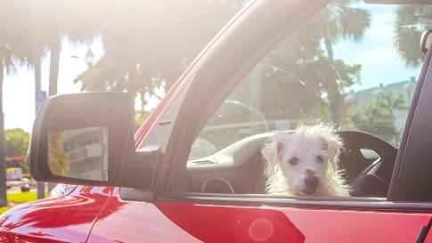 How to Protect Your Pets in the Summer Heat