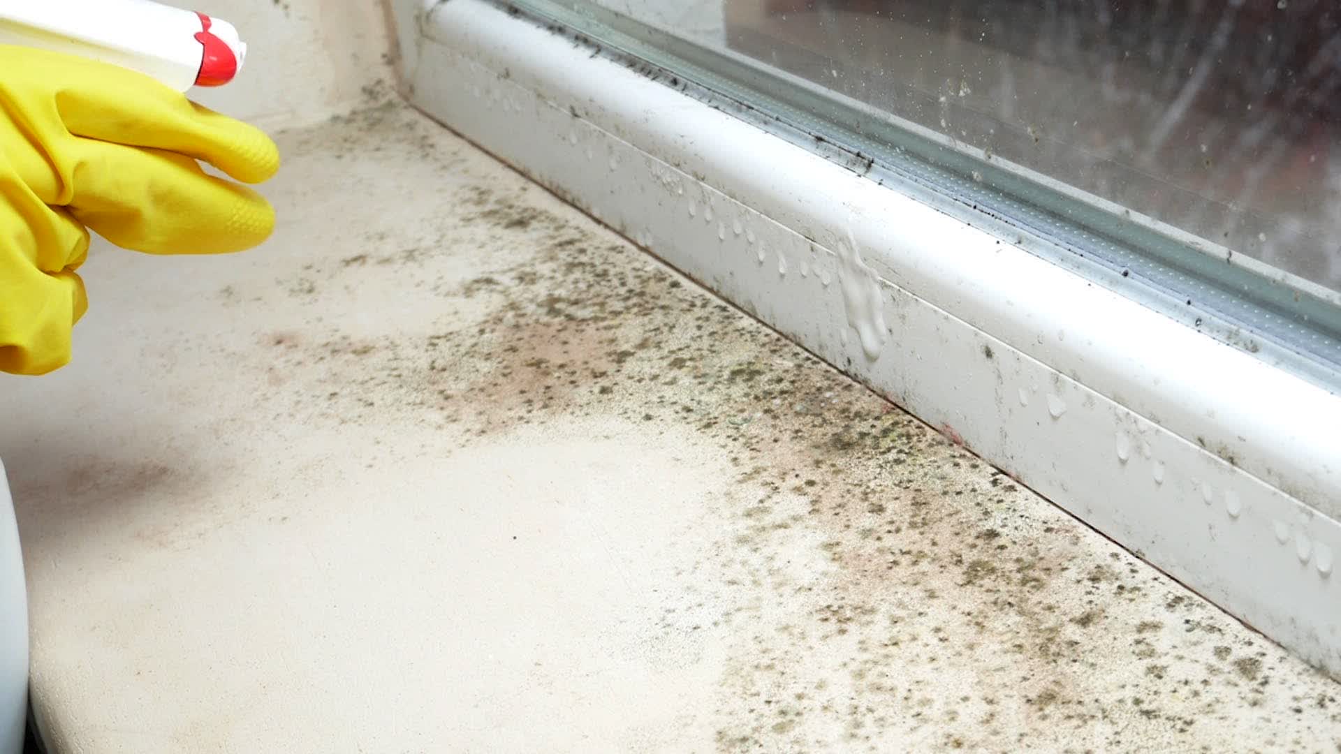 How To Remove Winter’s Leftover Mold