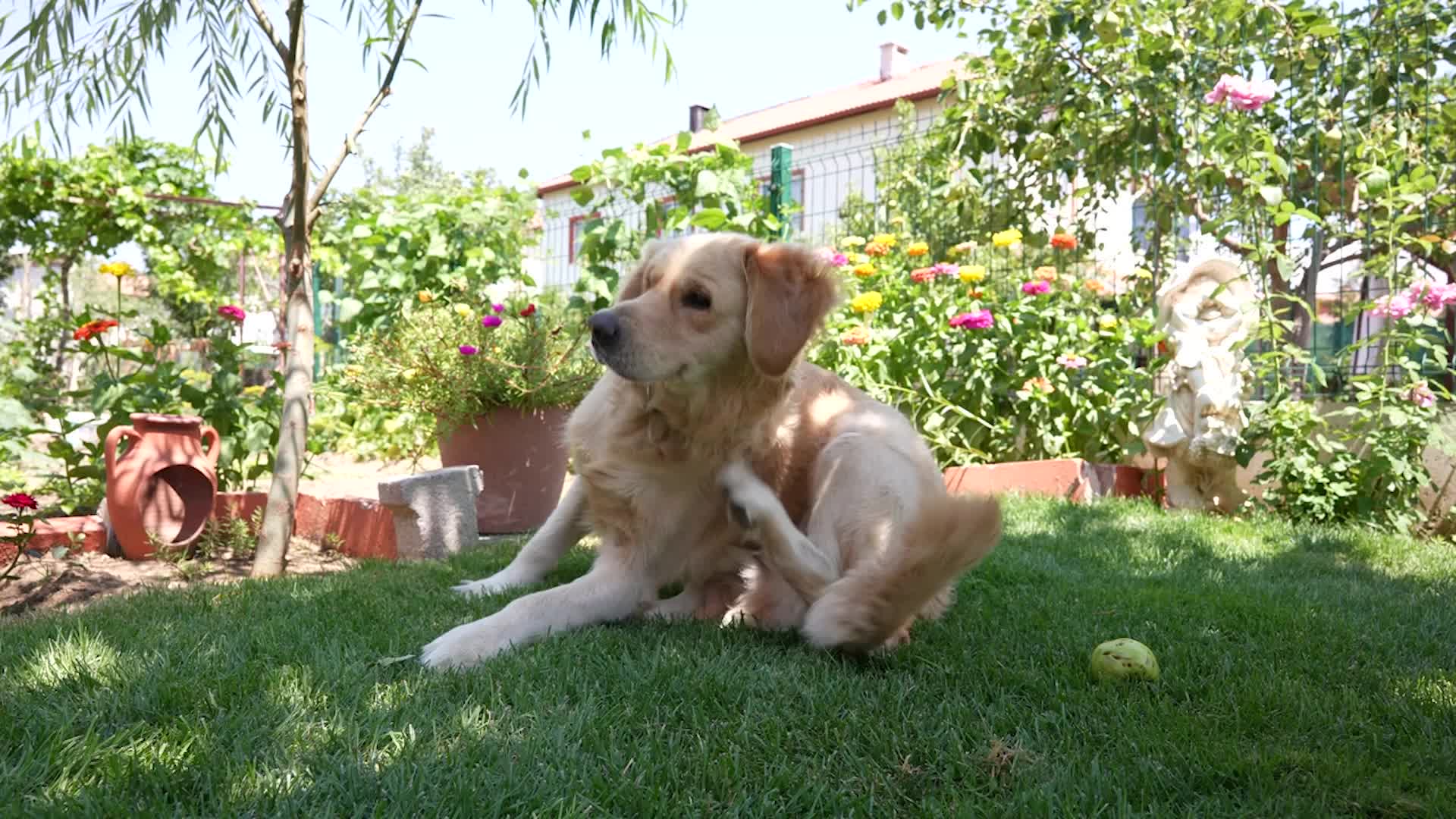 How To Survive Flea And Tick Season With Your Pet