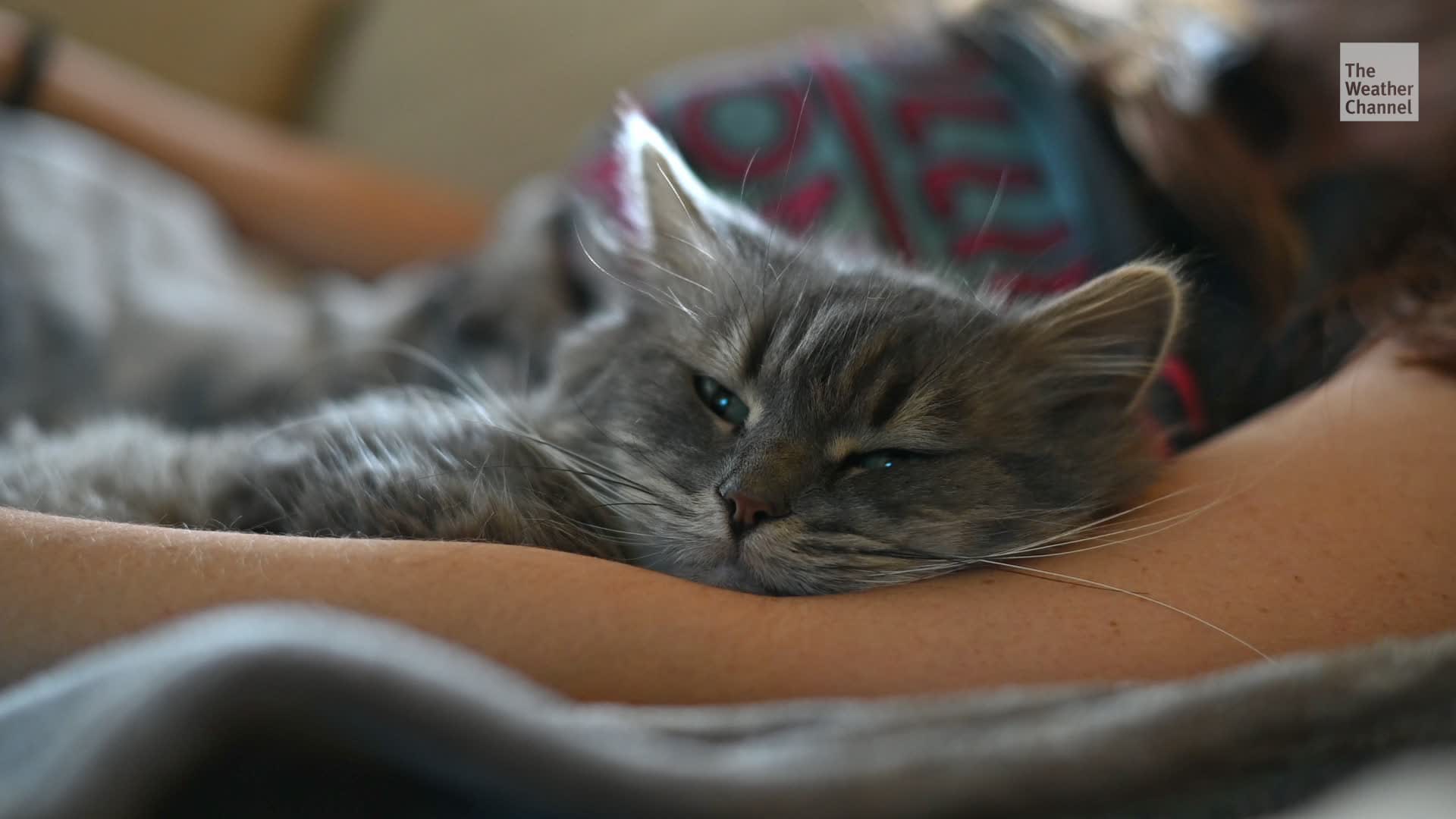 How Were Cats Domesticated? New Study Supports Popular Theory