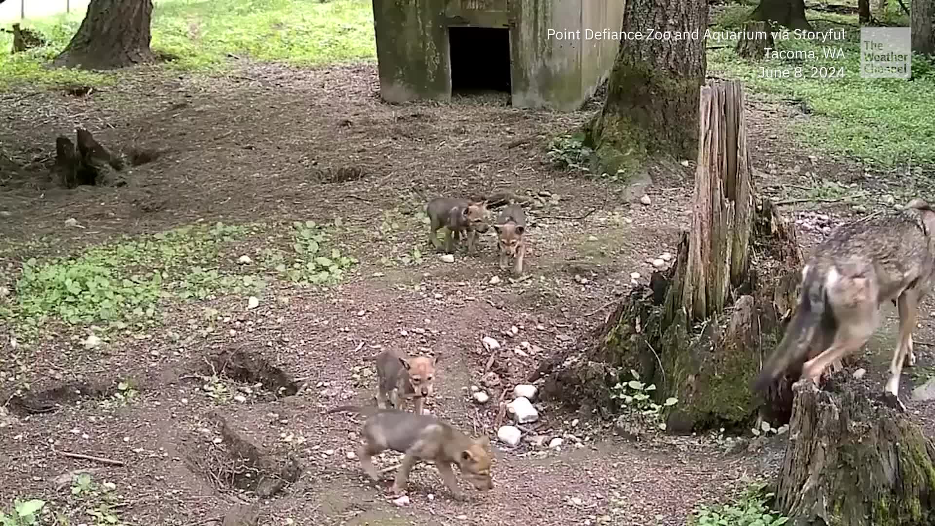 Howl About That! Five New Rare Wolf Pups Born, Growing Fast