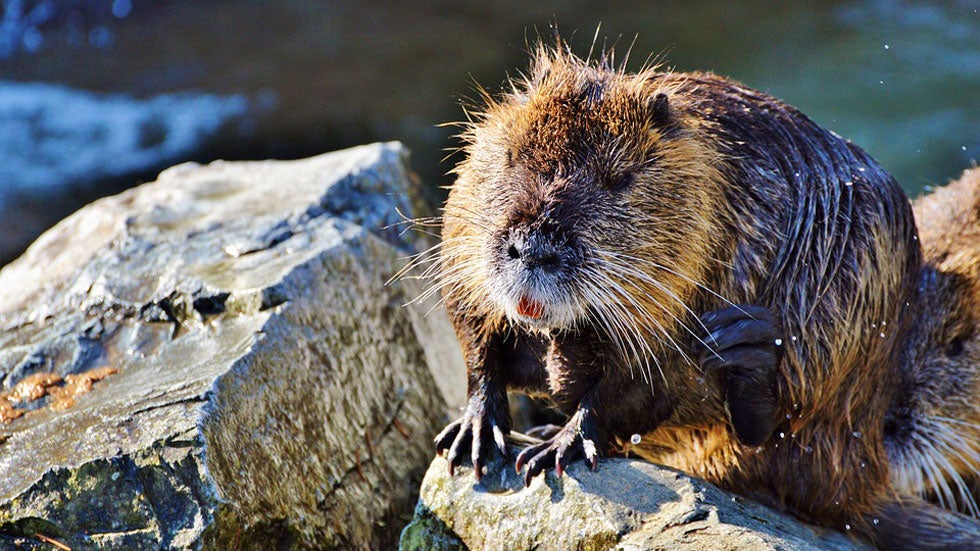 Huge Rodents Called Nutria Invade California