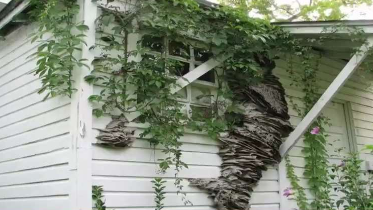 Huge Yellowjacket Nests are Being Found in Alabama