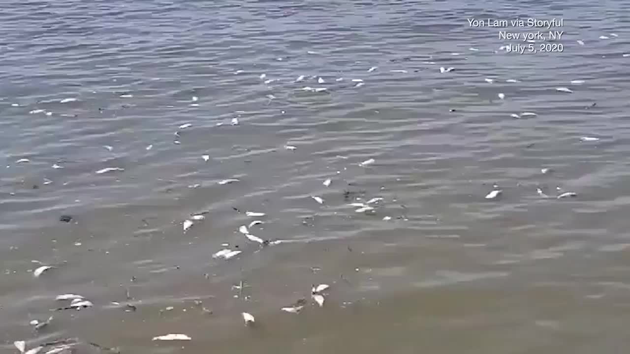 Hundreds of Dead Fish Floating in Hudson River