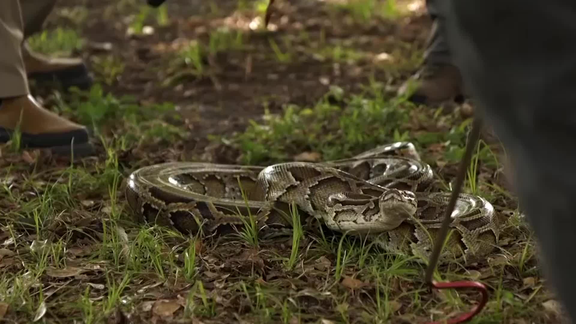 Hundreds Of Hunters Join Florida&rsquo;s Annual Python Purge