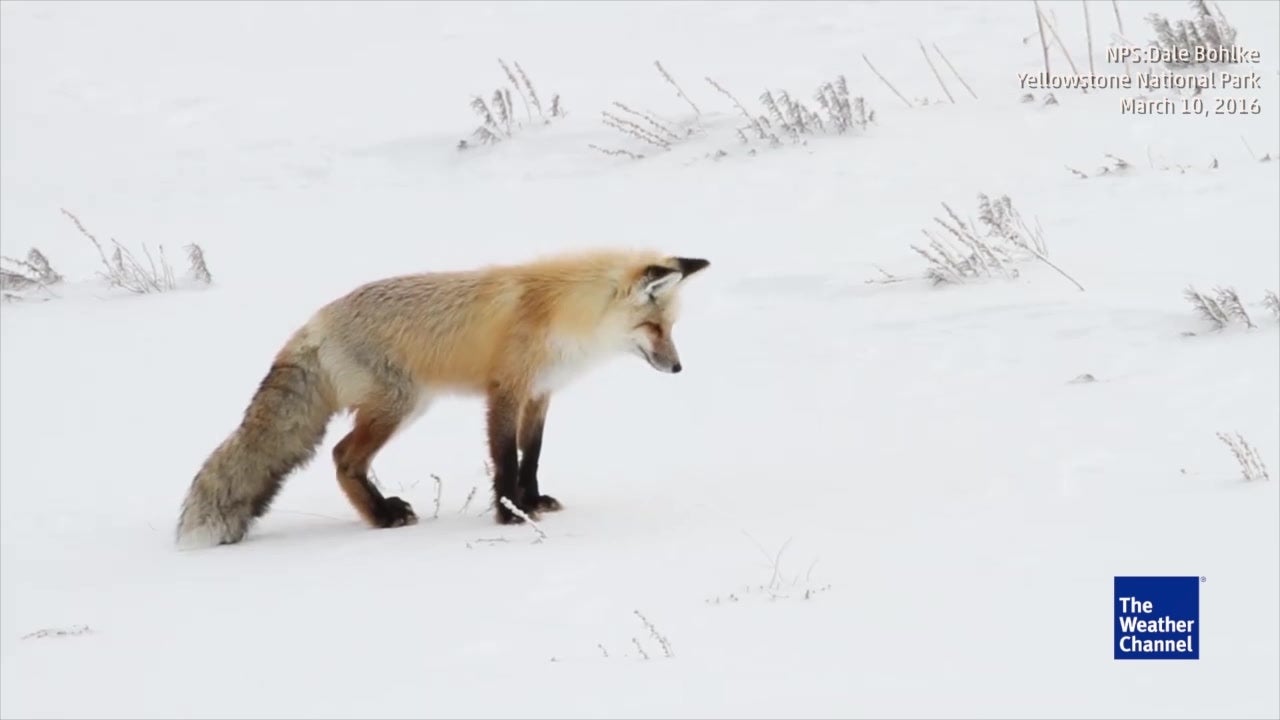 Hungry Fox Dives into Snow Like It's Water