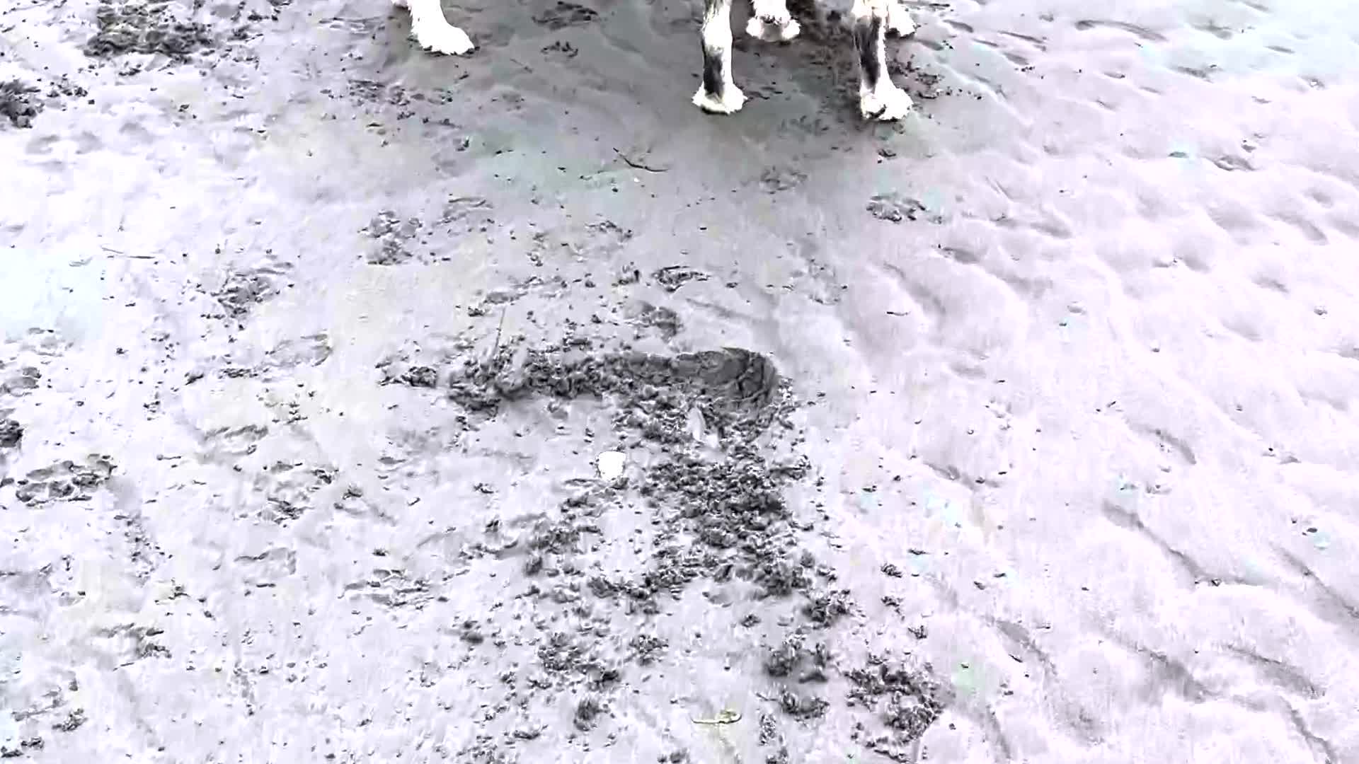 Husky Gets Faceful Of Water While Digging For Clams