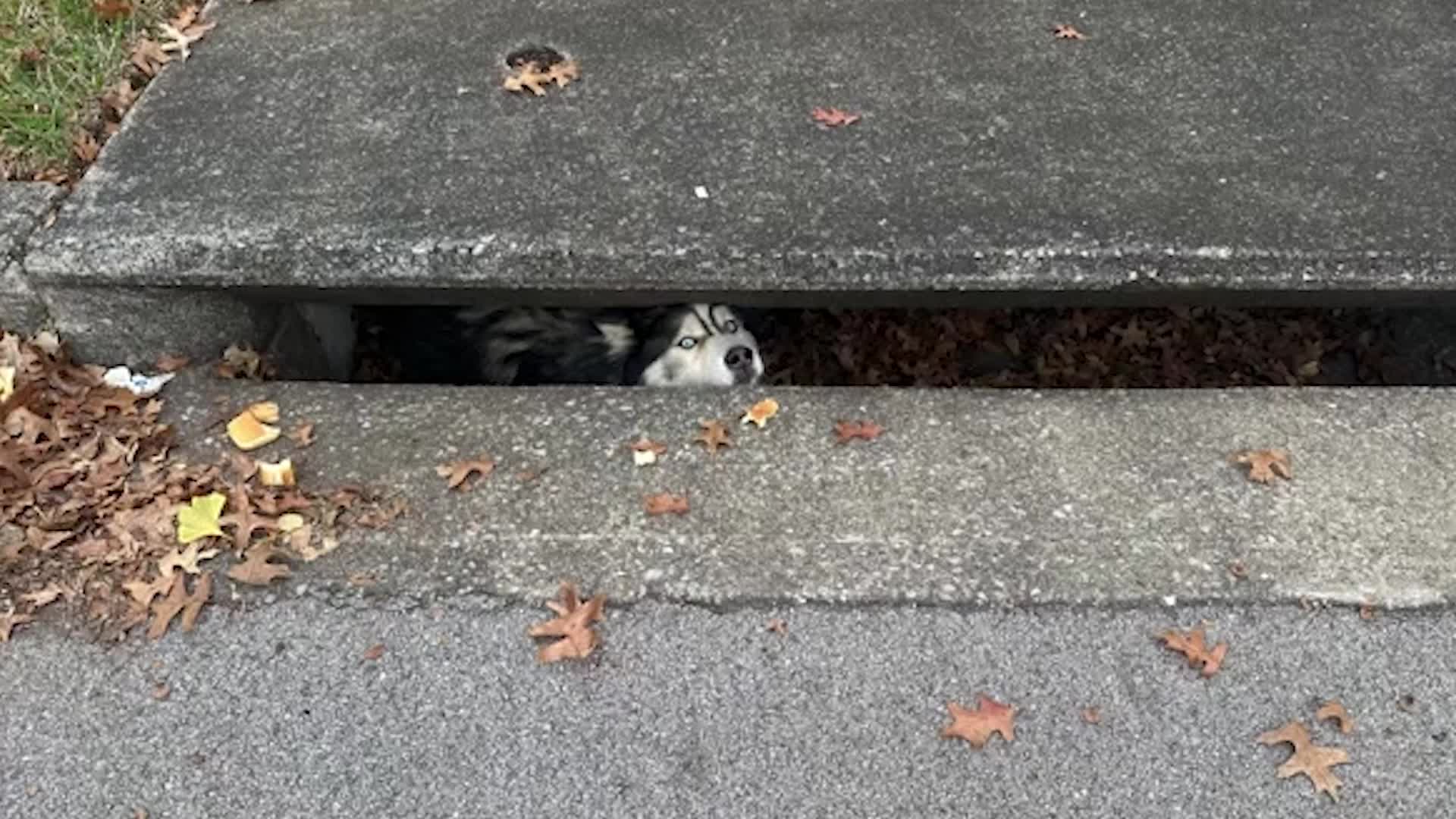 Husky Rescued From Storm Drain