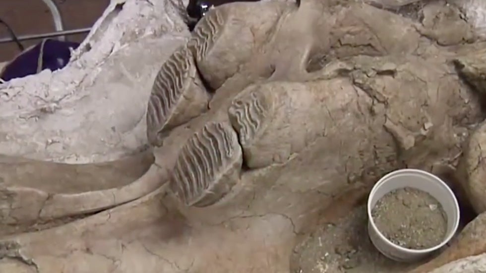 Ice Age Fossils Found Under L.A. Subway