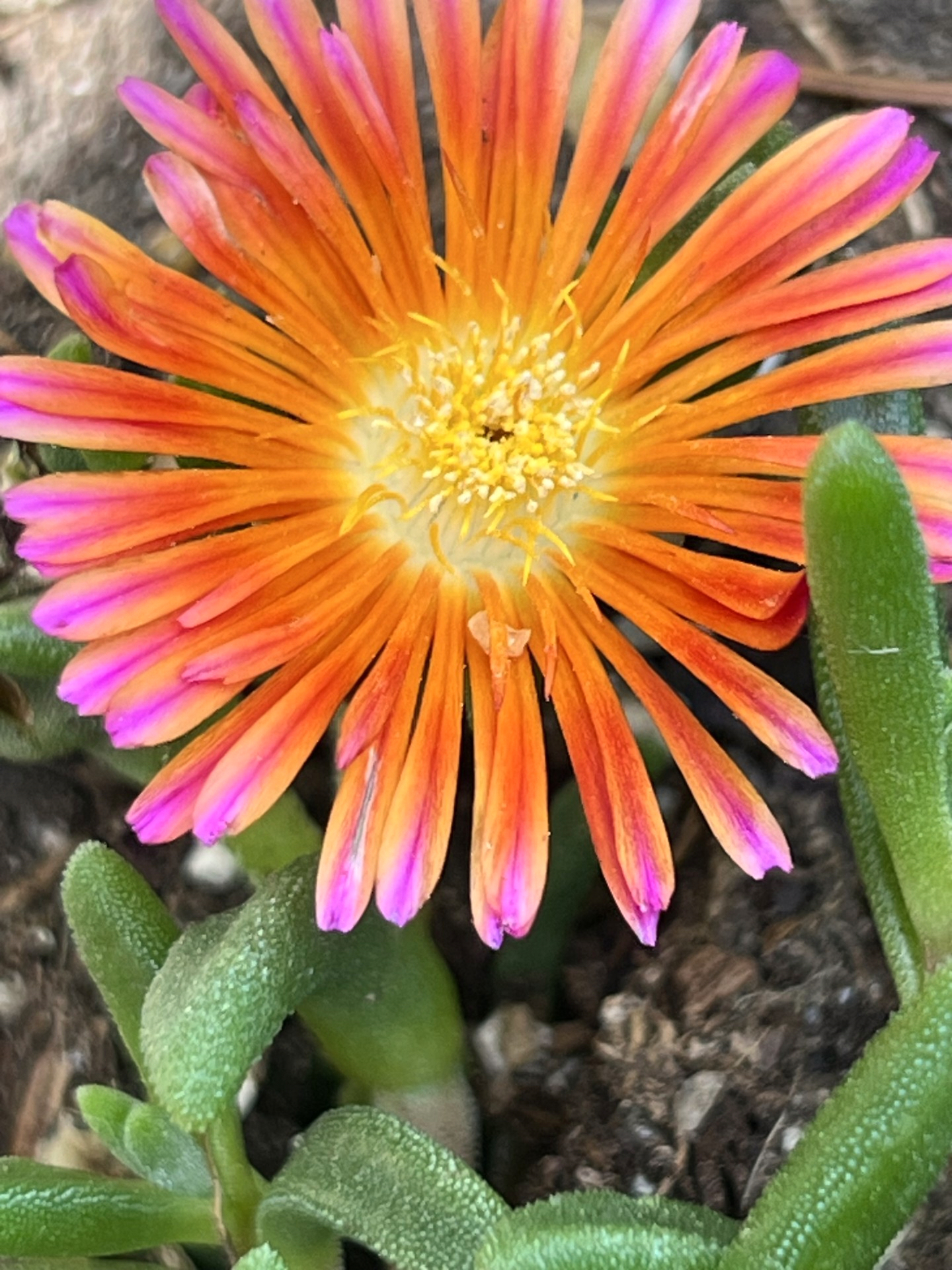 ice plant flower