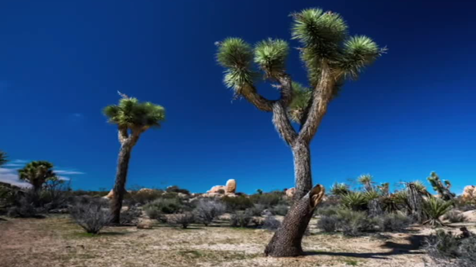 Iconic Joshua Trees Under Threat