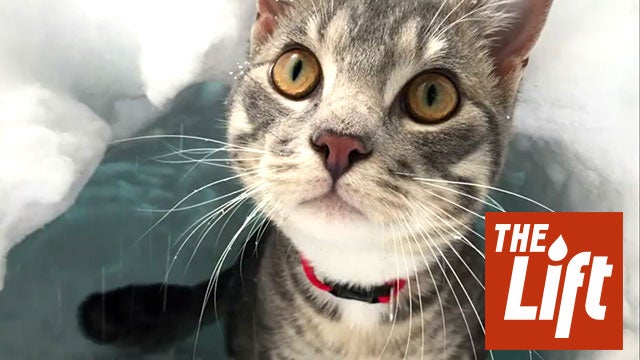 Igloo Building Cat Will Make You LOL
