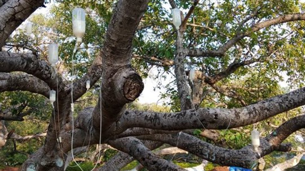 Indian Officials Use Pesticide IV to Keep Ancient Banyan Tree Alive