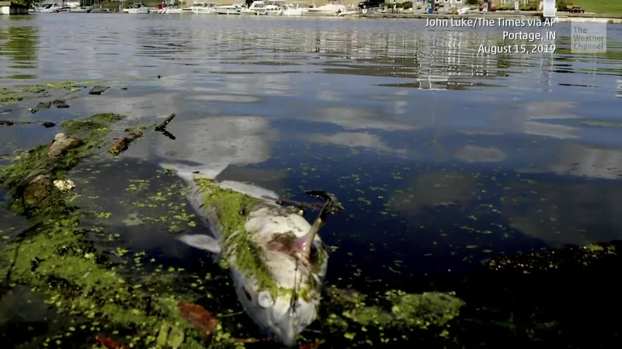Indiana Chemical Spill Causes Fish Kill on Lake Michigan