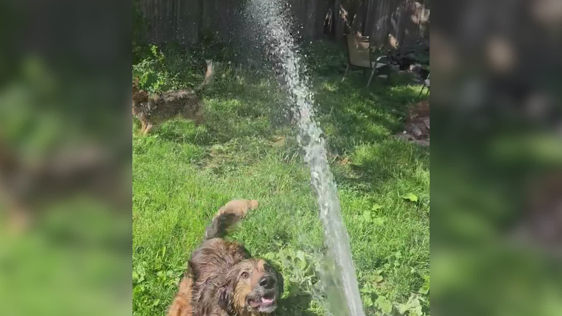 Indiana Dogs Needed A Watering