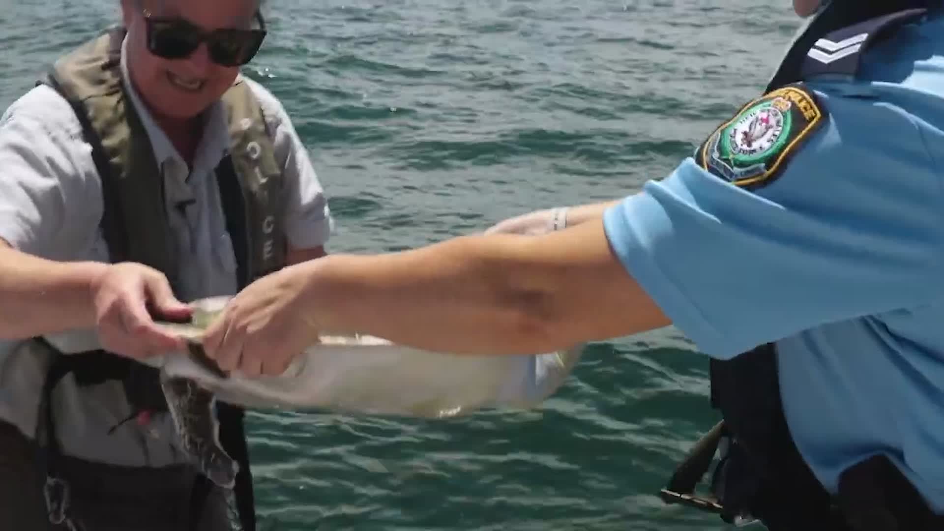 Injured Green Sea Turtle Returns To The Ocean