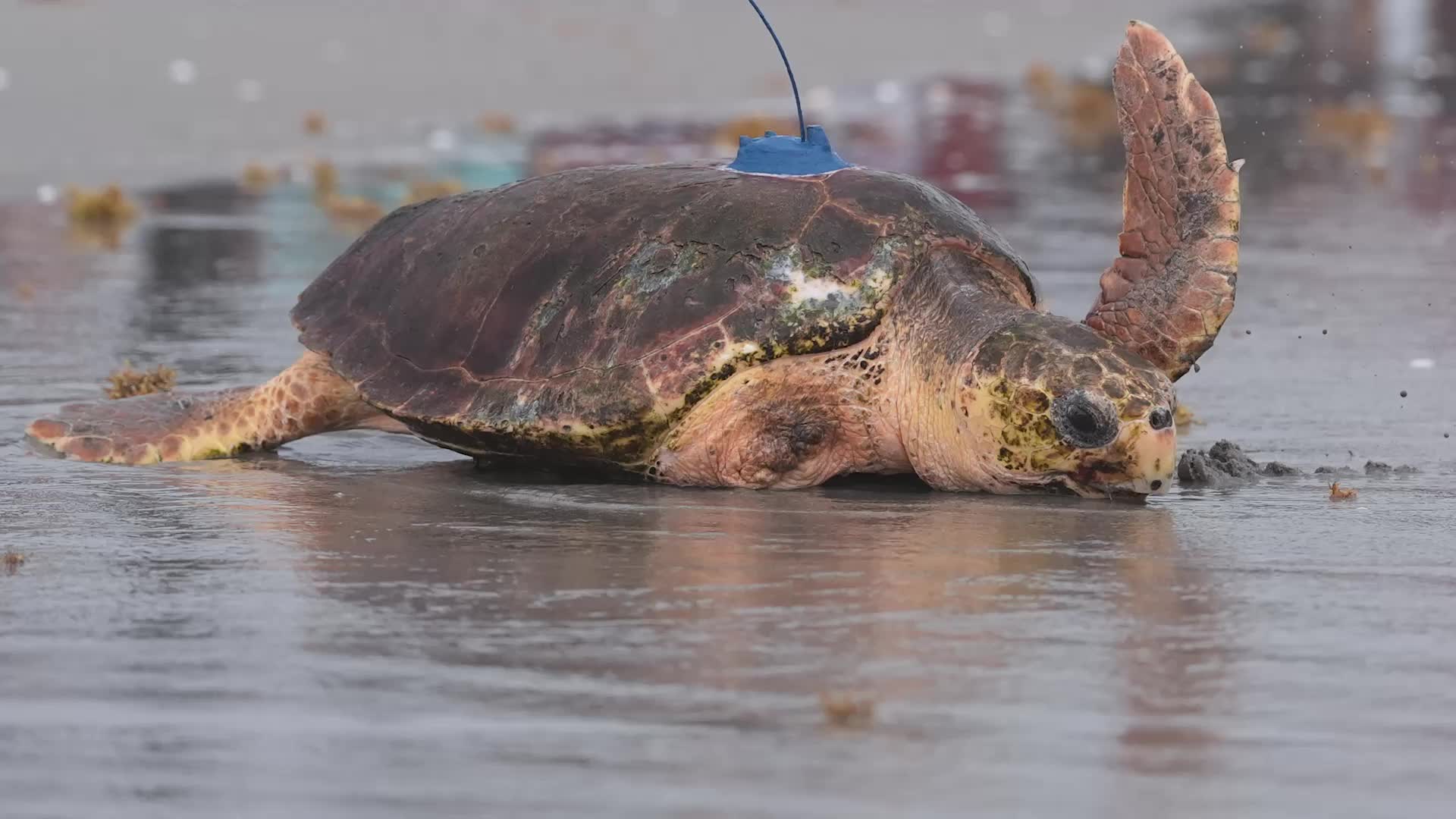 Injured Loggerhead Turtle Returns To Ocean In Florida