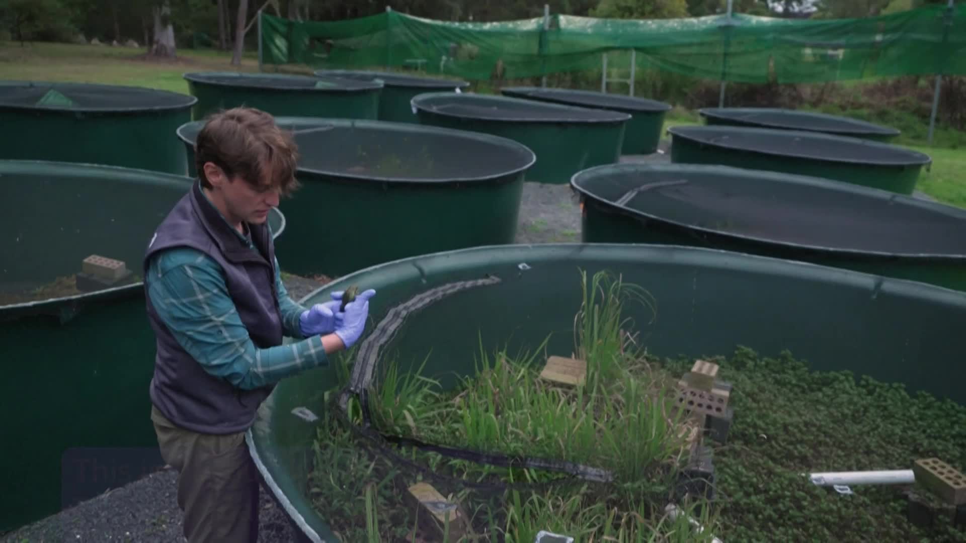 Innovative Heat Shelter Shields Frogs From Winter, Fungus