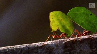 Insect Population Declines Threatening World Ecosystems