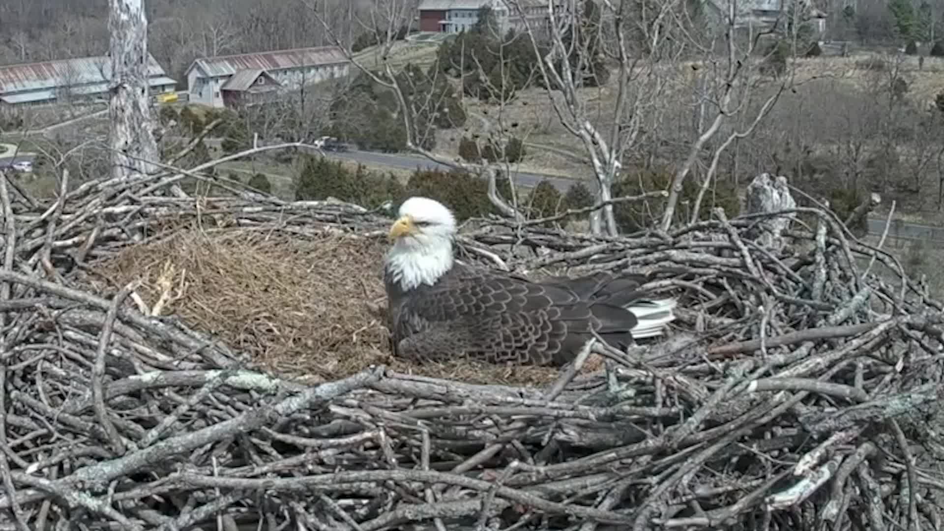 Intimate Look At First Moments After Eagle Egg Hatches On Live Stream