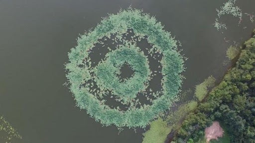 Intrinsic Circles of Water Lilies in Japan